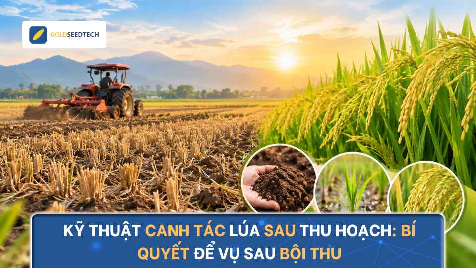 Kỹ Thuật Canh Tác Lúa Sau Thu Hoạch Đúng Chuẩn, Năng Suất Cao