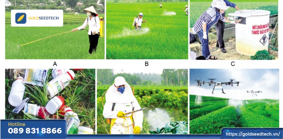 giống lúa gst999