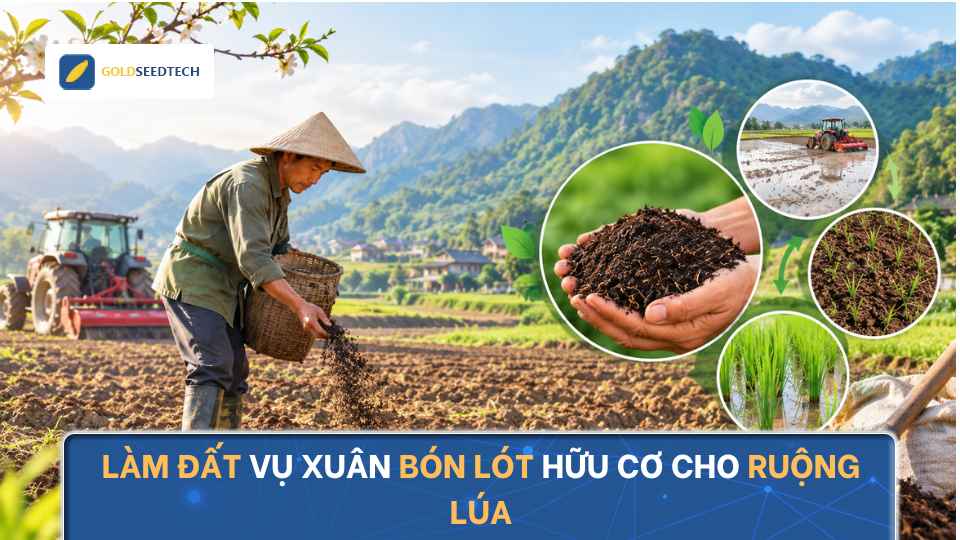 Làm Đất Vụ Xuân Và Bón Lót Hữu Cơ Cho Ruộng Lúa