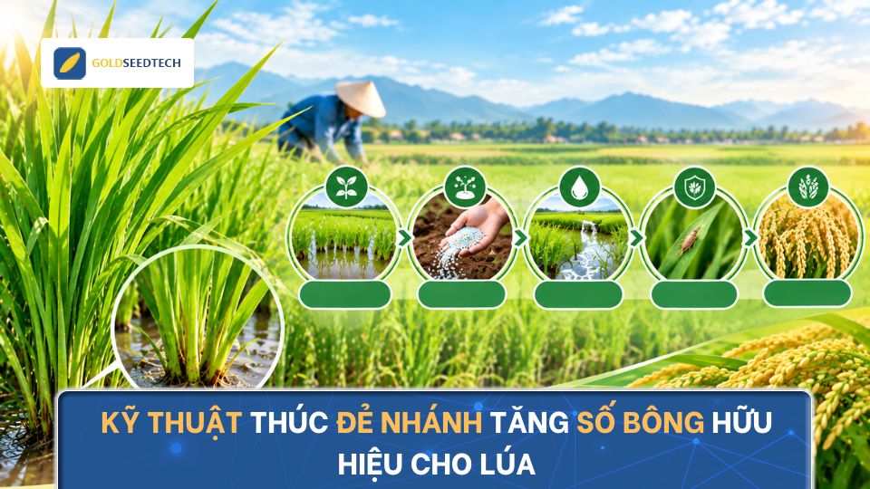 Kỹ Thuật Thúc Đẻ Nhánh Tăng Số Bông Hữu Hiệu Cho Lúa