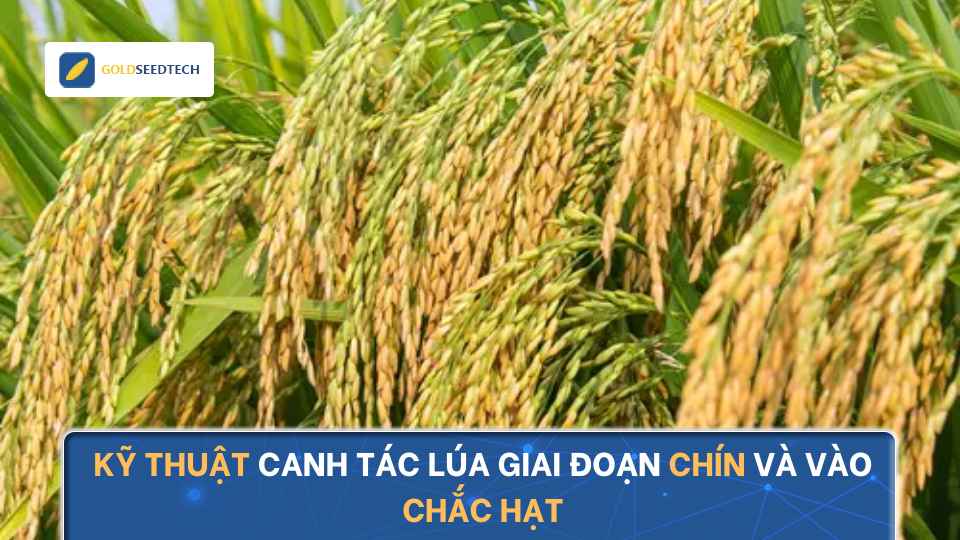 Kỹ Thuật Canh Tác Lúa Giai Đoạn Chín Và Vào Chắc Hạt