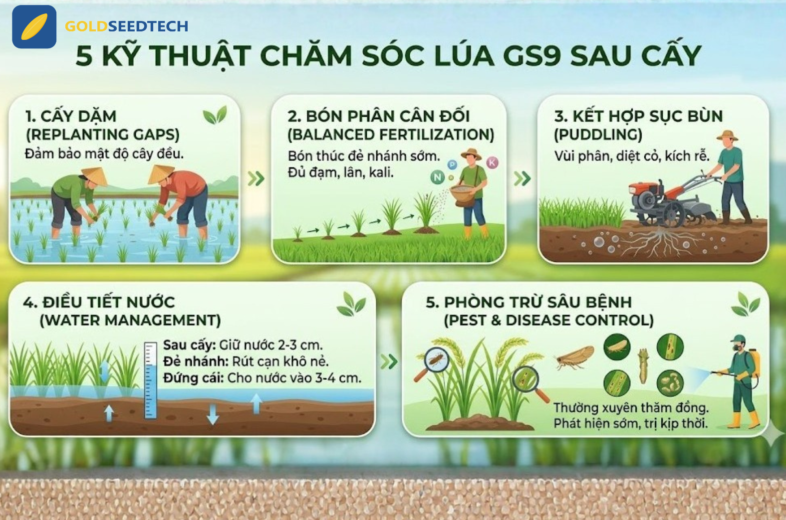 5 Kỹ thuật chăm sóc lúa GS9 sau cấy hiệu quả, đẻ nhánh khỏe