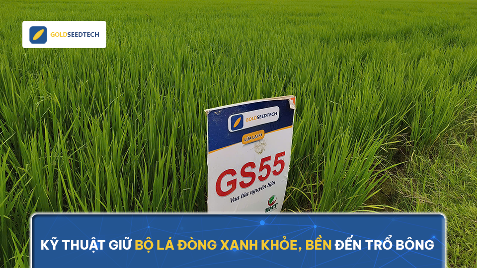 Kỹ thuật giữ bộ lá đòng xanh khỏe, bền đến trổ bông