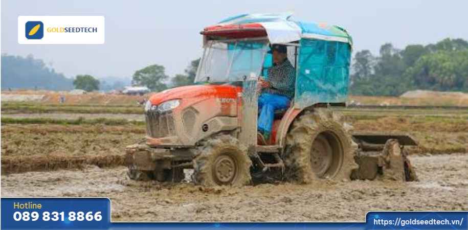 Giống Lúa Lai F1 GS55