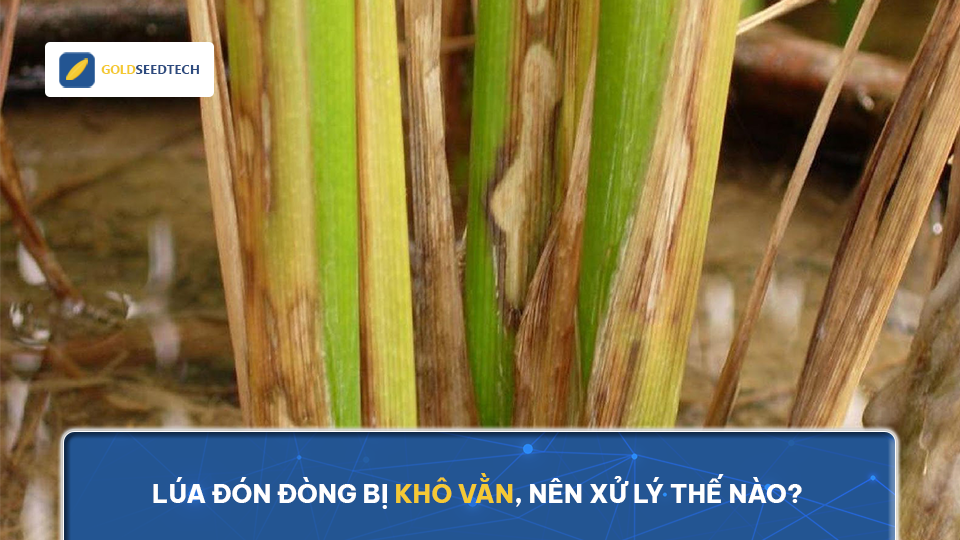 Lúa đón đòng bị khô vằn, nên xử lý thế nào?