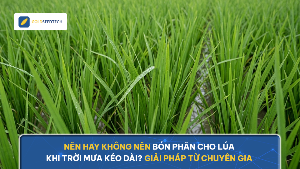 NÊN hay KHÔNG NÊN bón phân cho lúa khi trời mưa kéo dài? Giải pháp từ chuyên gia