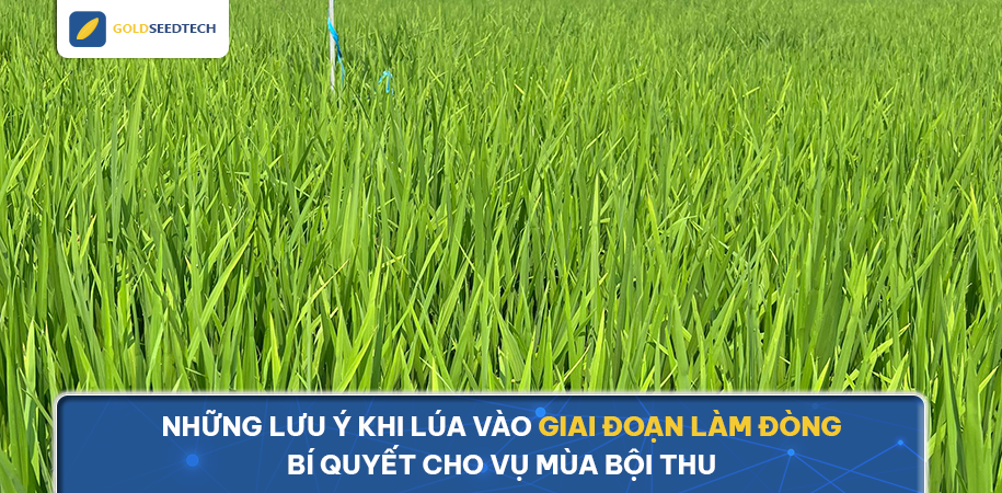 Những lưu ý khi lúa vào giai đoạn làm đòng - Bí quyết cho vụ mùa bội thu