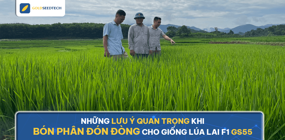 Những lưu ý quan trọng khi bón phân đón đòng cho giống lúa lai F1 GS55