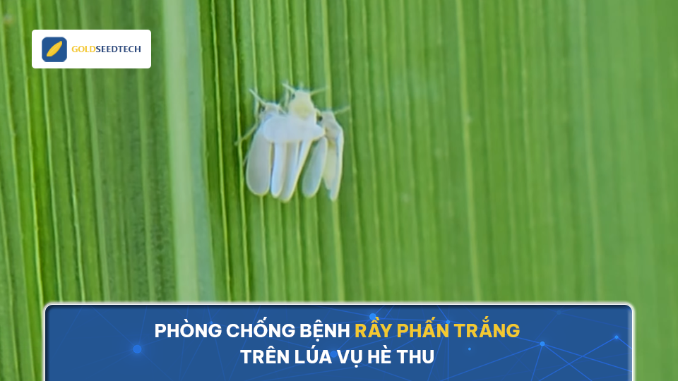 Phòng chống bệnh rầy phấn trắng trên lúa vụ hè thu