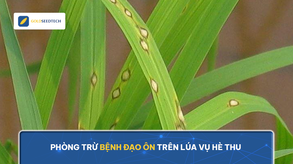Phòng trừ bệnh đạo ôn trên lúa vụ hè thu
