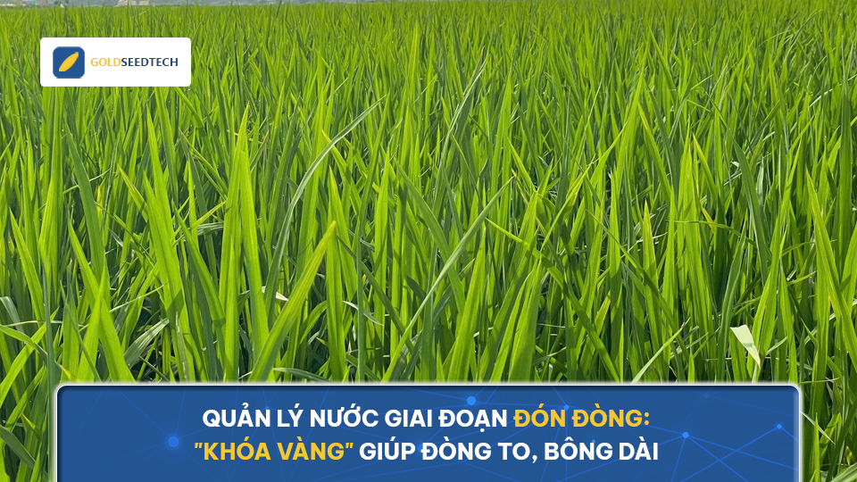 Quản lý nước giai đoạn đón đòng: "Khóa Vàng" giúp đòng to, bông dài