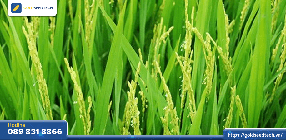 Bón phân cho giống lúa lai F1 GS55 để đạt năng suất tối đa 3
