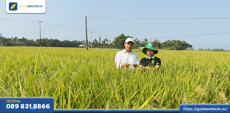 Bón phân cho giống lúa lai F1 GS55 để đạt năng suất tối đa 5