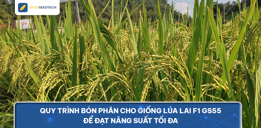 Quy trình bón phân cho giống lúa lai F1 GS55 để đạt năng suất tối đa
