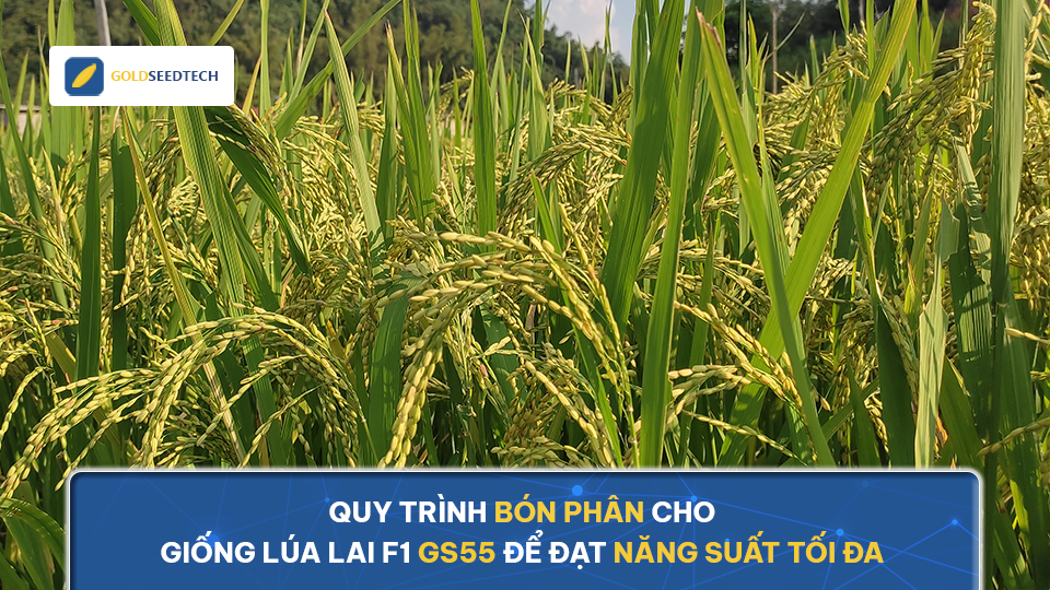 Quy trình bón phân cho giống lúa lai F1 GS55 để đạt năng suất tối đa