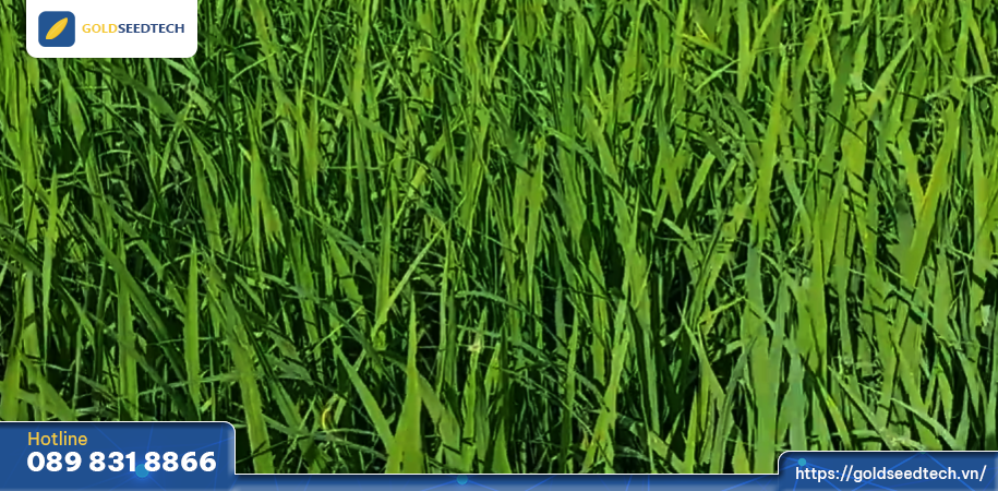 Ruộng lúa bị bón thừa đạm