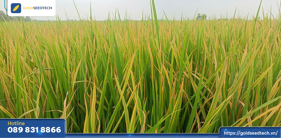 Ruộng lúa bị rầy phấn trắng làm vàng lá