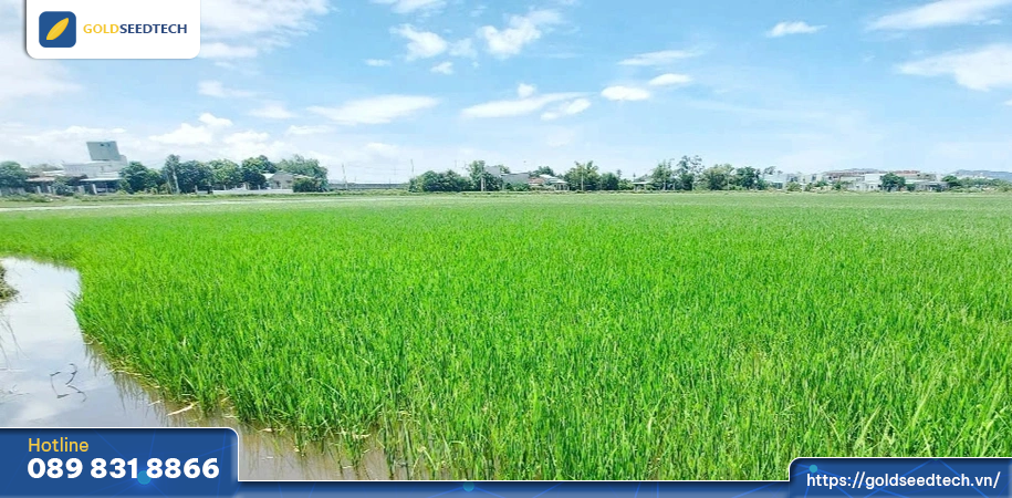 Ruộng ngập úng do mưa kéo dài