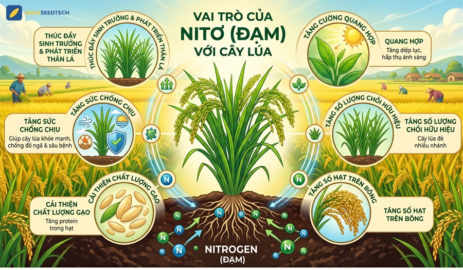 Lưu ý bón đạm cho lúa: Bí quyết giúp cây khỏe, hạt chắc