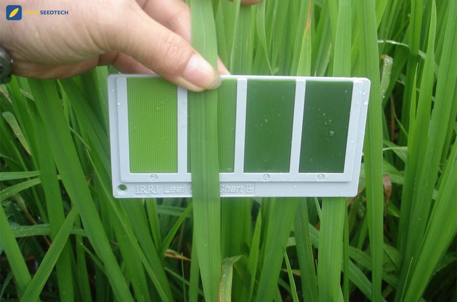 su-dung-dam-2