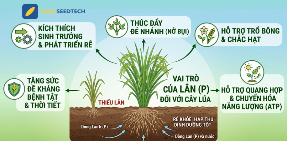 Kỹ thuật sử dụng phân lân cho cây lúa: Rễ khỏe, bụi to, chắc hạt