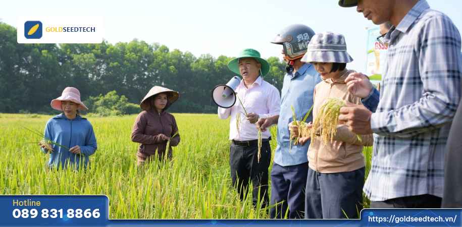 Hội thảo giống lúa GS55