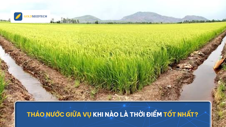 Tháo nước giữa vụ khi nào là thời điểm tốt nhất?