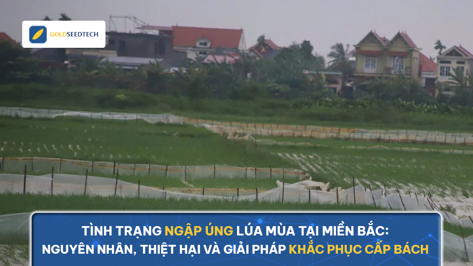 Tình trạng ngập úng lúa mùa tại miền Bắc: Nguyên nhân, thiệt hại và giải pháp khắc phục cấp bách