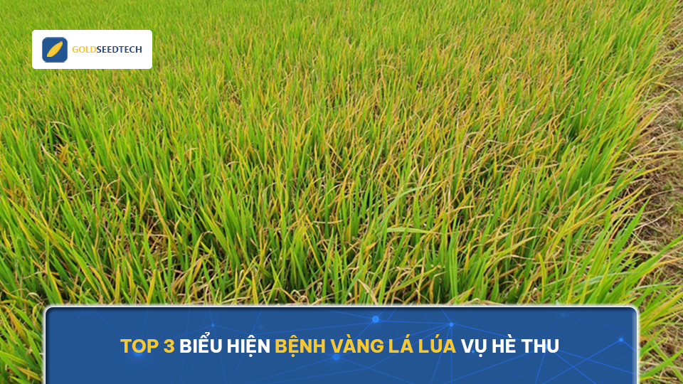 Top 3 biểu hiện bệnh vàng lá lúa vụ Hè Thu